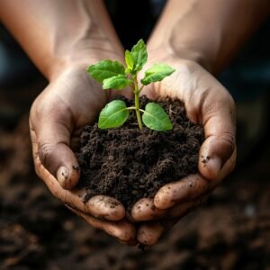 Soil in hand with plant